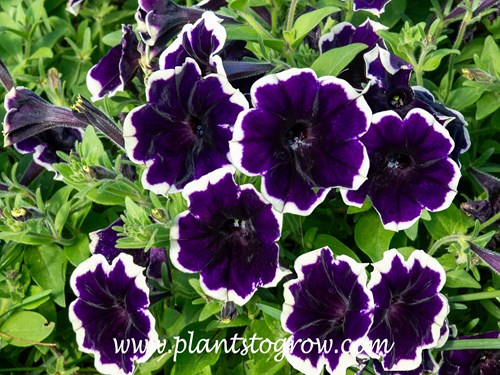 SureShot Blueberries and Cream Petunia (Petunia)